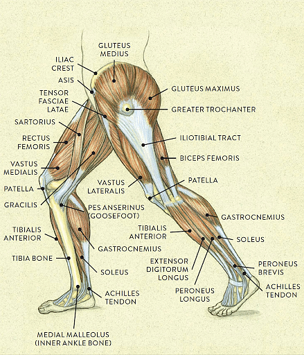 Leg Anatomy: Bones, Leg Muscles & Their Parts