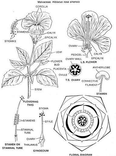 Hibiscus Botanical Name