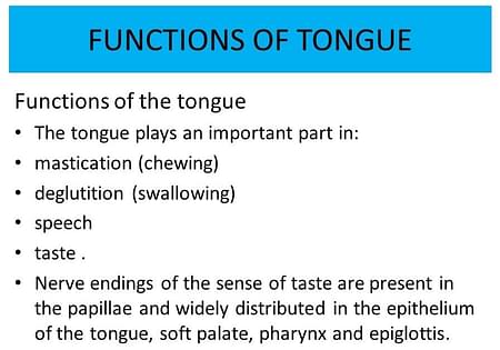 structure and function of tongue