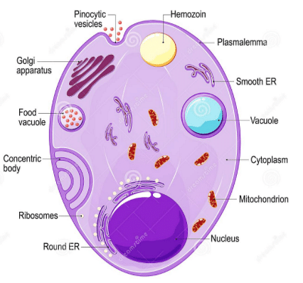 protozoa malaria