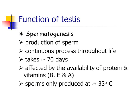 Testes: Anatomy, Function, and Associated Conditions