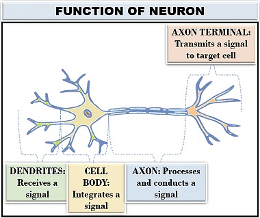 neuron diagram and functions