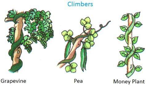 Difference Between Creepers and Climbers Plants (with Comparison Chart) -  Bio Differences
