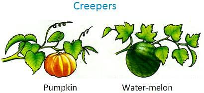 Creeper  meaning of Creeper 