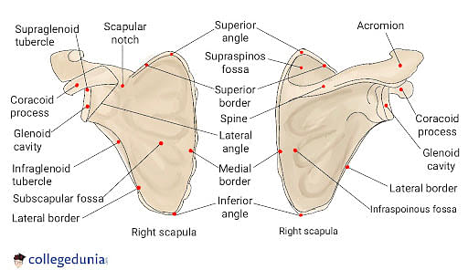 labeled scapula bone