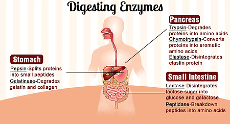 how enzymes work in the digestive system