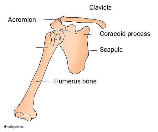 Appendicular Skeleton: Anatomy, Pectoral Girdle & Pelvic Girdle