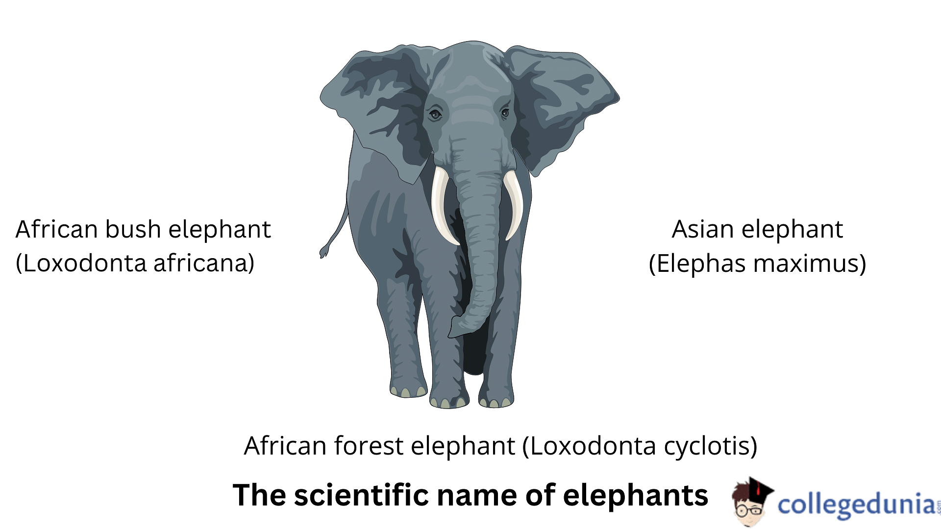 Scientific Name Of Elephants Classification And Habitat