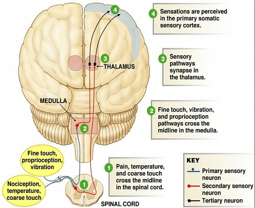 Medulla Oblongata: Location, Structure and Functions