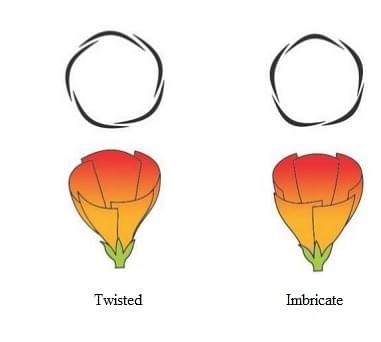 Aestivation in Plants: Definition, Types, Examples and Sample Questions