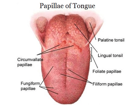 structure and function of tongue