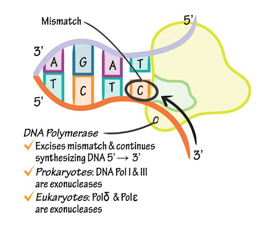 DNA Polymerases: Structure, Function, Types