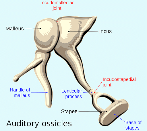 Auditory ossicles - malleus, incus, and stapes Diagram
