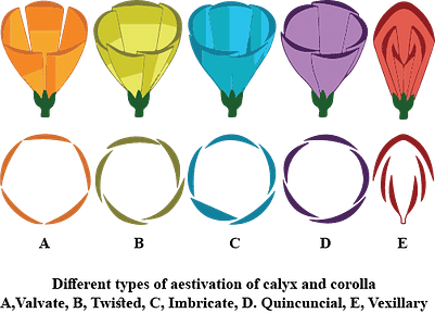 Corolla of Flower: Meaning, Variations, and Functions of Corolla