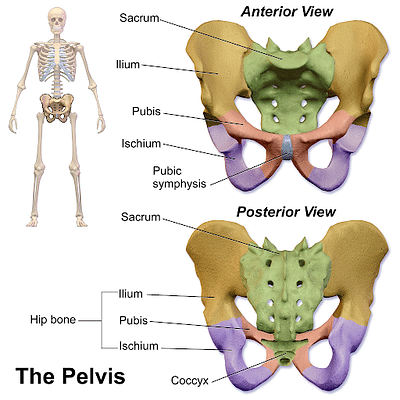 Pelvic Bones: Anatomy, Types and Functions