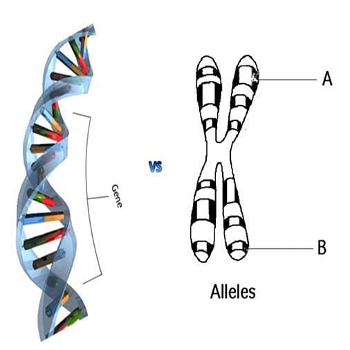 Аллельные варианты генов. Хромосома ген аллель. Строение хромосомы Локус. Локус ДНК. Ген аллель ДНК Локус.