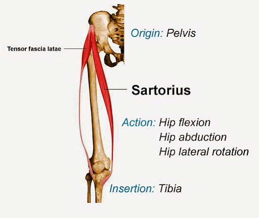 Patellar tendon: Anatomy, origin, insertion, function