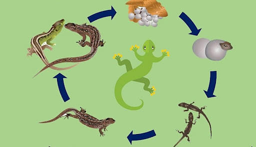 Life Cycle Of A Lizard Diagram