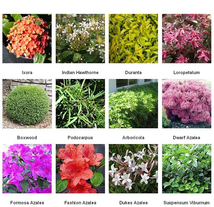 Shrubs: Types, Characteristics, Functions and Uses