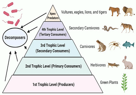 Energy Flow in Ecosystem: Food Chain, Trophic Level, Ecological Pyramid