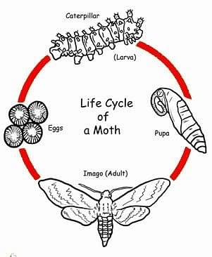 life cycle of a moth