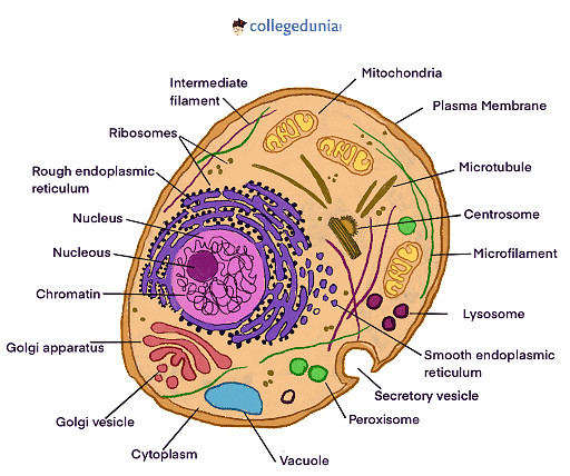 animal cell parts and functions chart