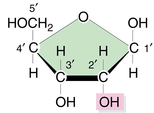 ribose structural formula