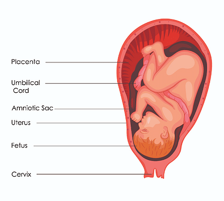 human placenta diagram