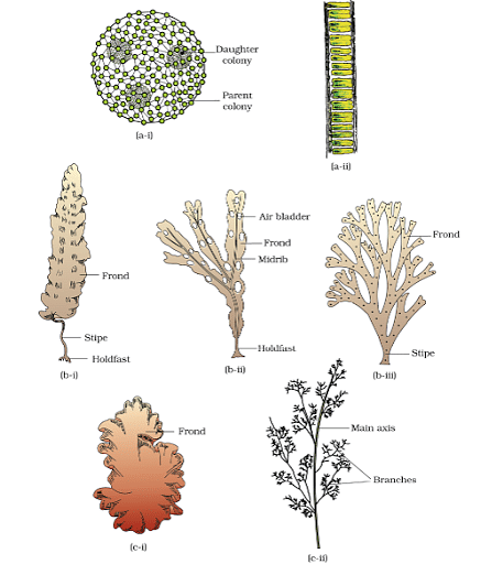Algae: Rhodophyta, Morphology, Types