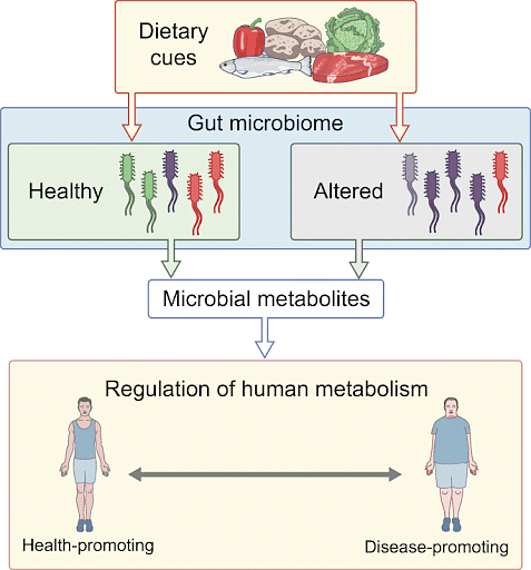 Functions of Metabolites