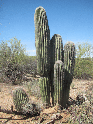 adaptation of cactus