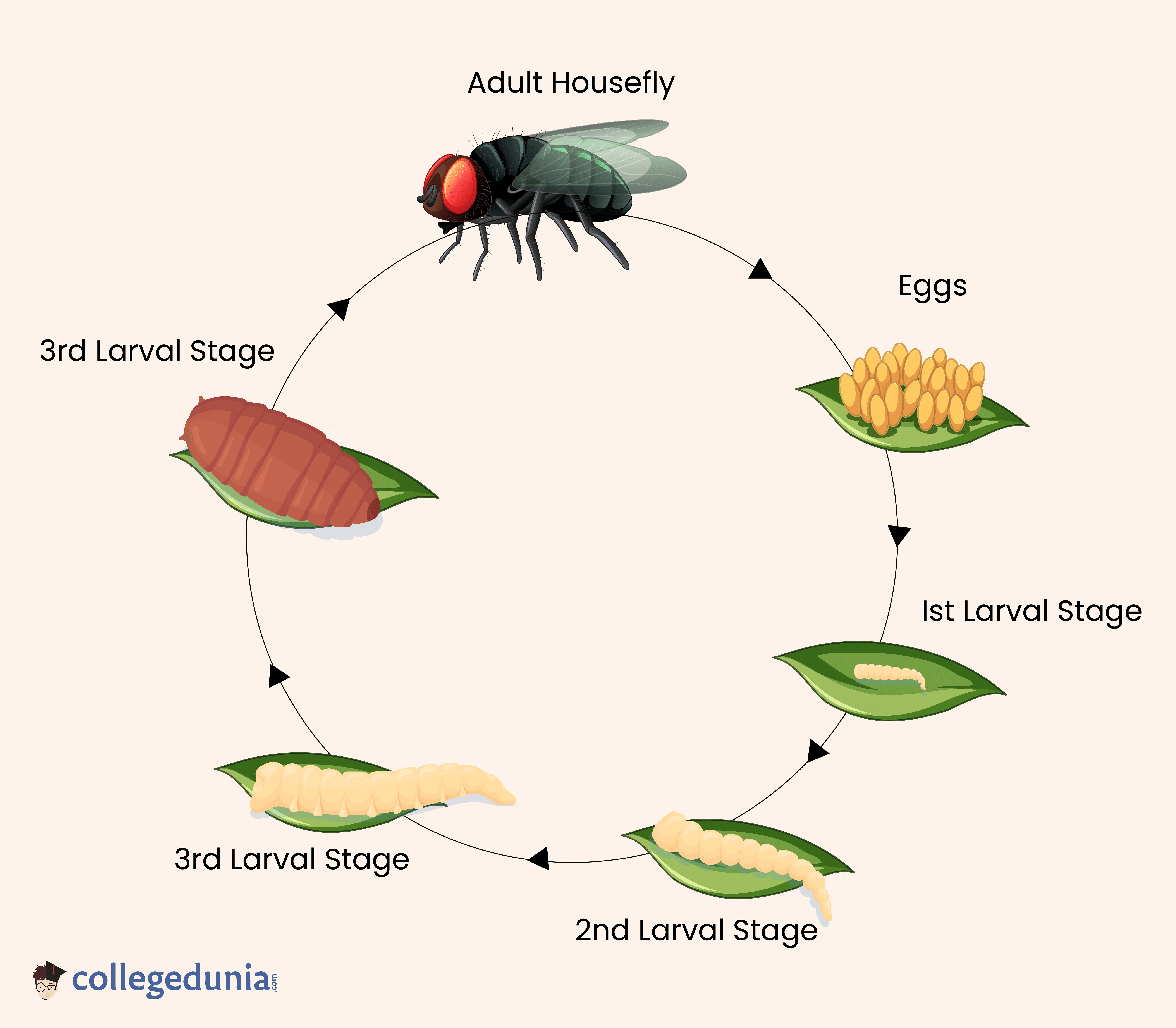house fly life cycle