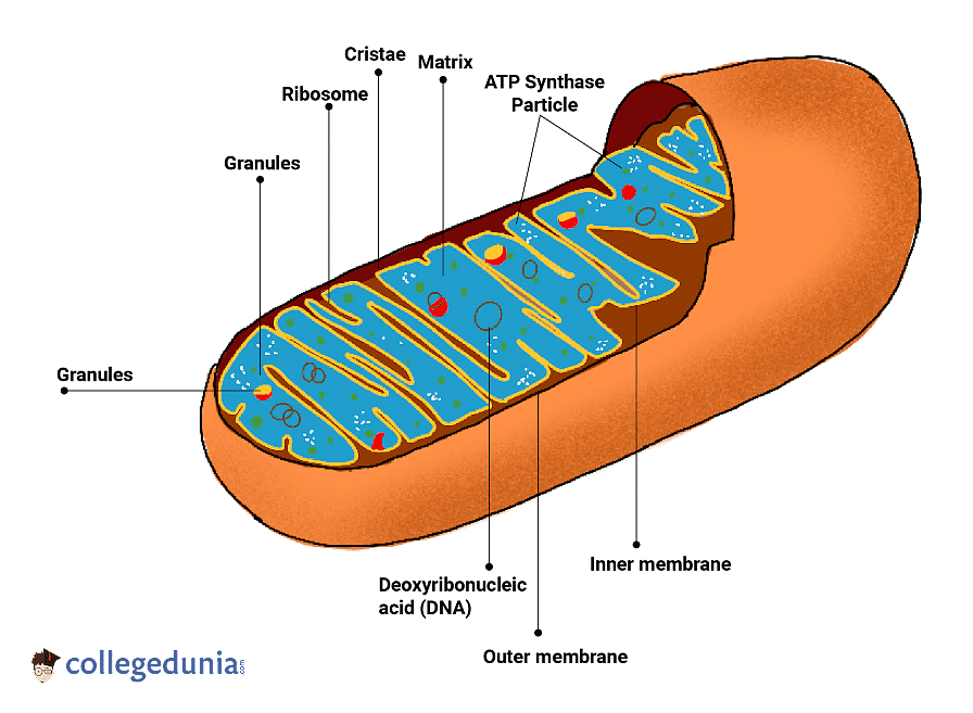 mitochondria diagram labeled