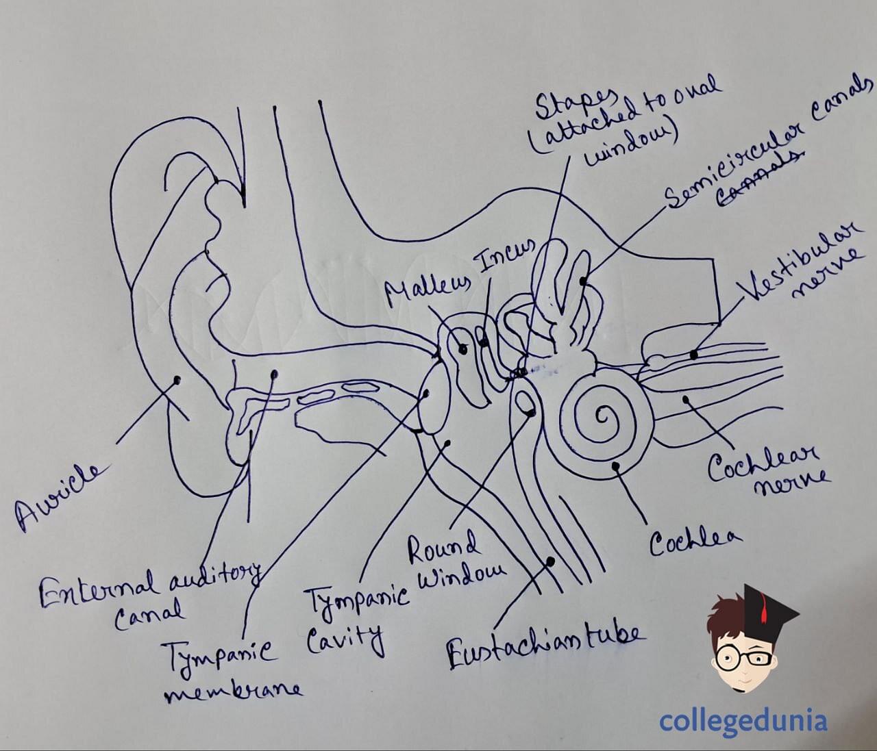 How To Draw Parts Of The Human Ear 👂 step by step for beginners - YouTube  | Human ear diagram, Ear diagram, Human ear anatomy