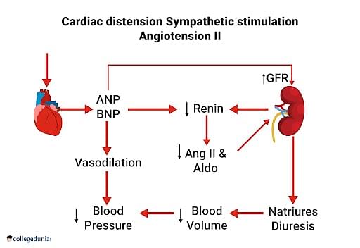 Atrial Natriuretic Factor Production And Role 0310