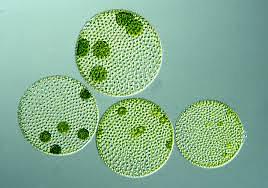 Shape of chloroplast of Ulothrix is