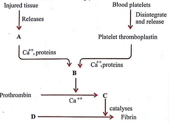 Identify the components labelled A D in the gi