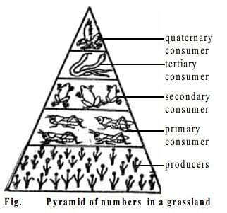 Pyramid of numbers in a pond ecosystem is