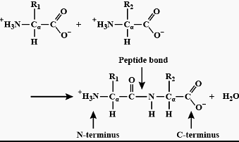 peptide bond formation animation