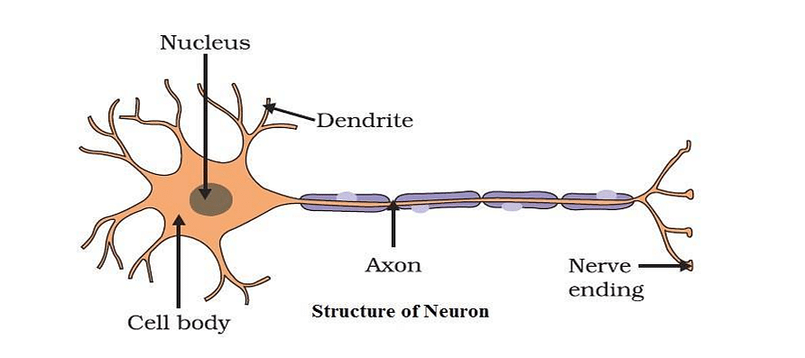 Neurons & Active Brain Cells