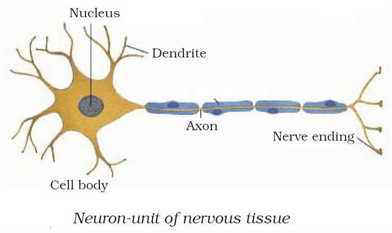 Nervous system - BIOLOGY4ISC