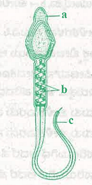 Labelled diagram of Human Sperm