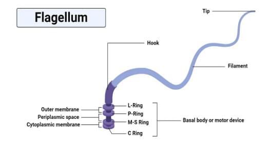 A bacterial flagellum is composed of