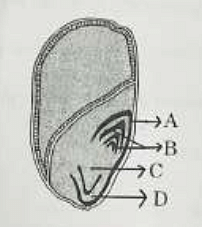 Identify the part of the seed from the given figure which is destined to form root when the seed germinates.