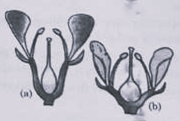 Identify the type of flowers based on the position of calyx, corolla and androecium with respect to the ovary