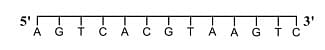 For a double strand DNA, one strand is given below: