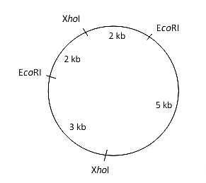 The plasmid was completely digested with EcoRI, and XhoI. The products were analysed by agarose gel electrophoresis followed by ethidium bromide staining. The number of bands that will be visible in the gel when exposed to UV light is __________.