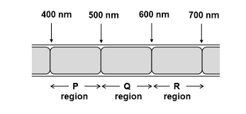 After a period of time, bacteria known to migrate towards high oxygen concentration, is spread on the surface of the alga. Which region(s) of the alga will have maximum bacterial congregation?