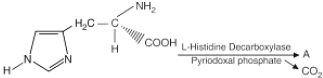 reaction-HNN-H2C-CH-L-Histidine decarboxylase